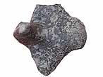 Hybodontidae : boucle de Requins fossiles: Hybodus / Asteracanthus du jurassique Boulonnais COPYRIGHT P.TITREN